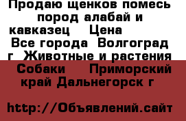 Продаю щенков помесь пород алабай и кавказец. › Цена ­ 1 500 - Все города, Волгоград г. Животные и растения » Собаки   . Приморский край,Дальнегорск г.